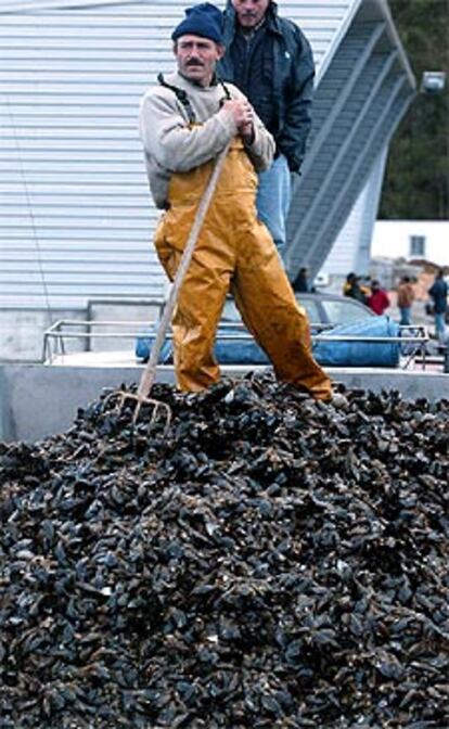 Un marinero recoge un cargamento de mejillones en Combarro.