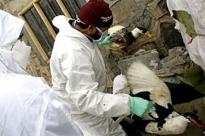 Trabajadores del Ministerio turco de Agricultura recogen aves hoy para su sacrificio en la ciudad de Dogubayazit.