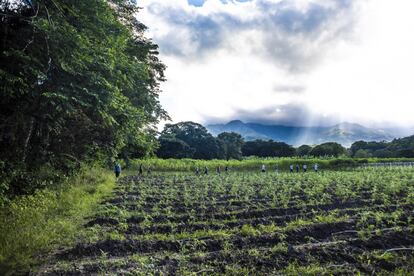 Los excombatientes cosechan y comercializan plátano, tomate, cebollín, maíz, yuca, pimentón, pepino, frijol y ají cerca del Espacio Territorial de Capacitación y Reincorporación de Pondores, con la imponente Serranía del Perijá como fondo.