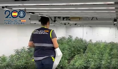 Agente de la Policía Nacional en una plantación ilegal de marihuana en Málaga