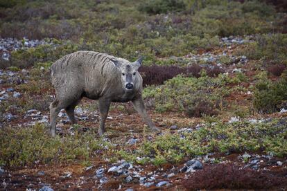 Ciervos Reserva nacional de Magallanes en Chile