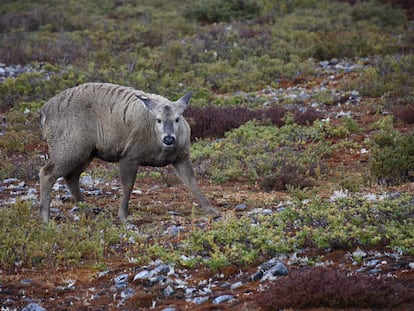 Una hembra huemul, o cierva sur andina, en Patagonia (Chile).