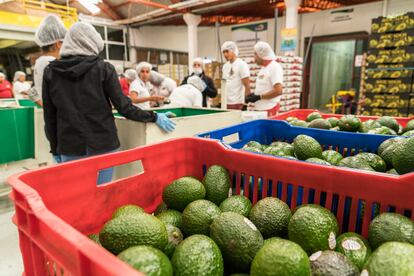 Aguacate Uruapan Michoacán