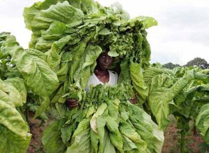 UNA MUJER AFRICANA TRABAJA EN UNA PLANTACIÓN DE TABACO.