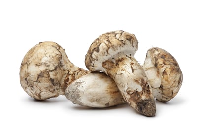 Imagen de matsutake