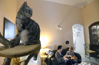 (FILES) This file photo taken on March 13, 2016 shows a cat sitting on a perch next to customers at a cat cafe Kocicí Kavarna, on March 13, 2016 in Prague. 
Already popular in Japan, Taiwan, parts of Asia and Europe, cat cafes are booming in the Czech Republic, with a dozen having popped up in the EU member of 10.5 million people since the summer of 2014. / AFP PHOTO / Michal Cizek / TO GO WITH AFP STORY BY JAN FLEMR