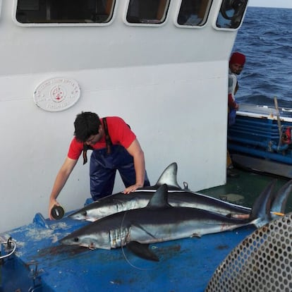 Un observador mide unos marrajos pescados en un palangrero gallego.