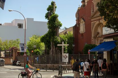 El ficus centenario de Triana en Sevilla, este lunes tras suspenderse su tala el pasado verano.