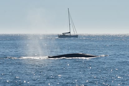 Fotografía de una ballena azul en las costas gallegas, realizada con un permiso para la investigación científica para el proyecto BALAENATUR