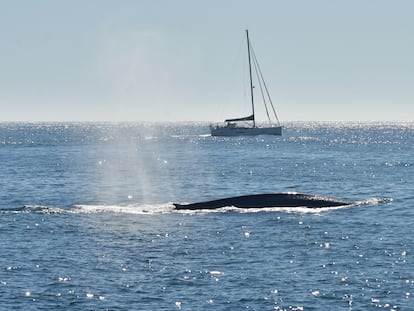 Fotografía de una ballena azul en las costas gallegas, realizada con un permiso para la investigación científica para el proyecto BALAENATUR