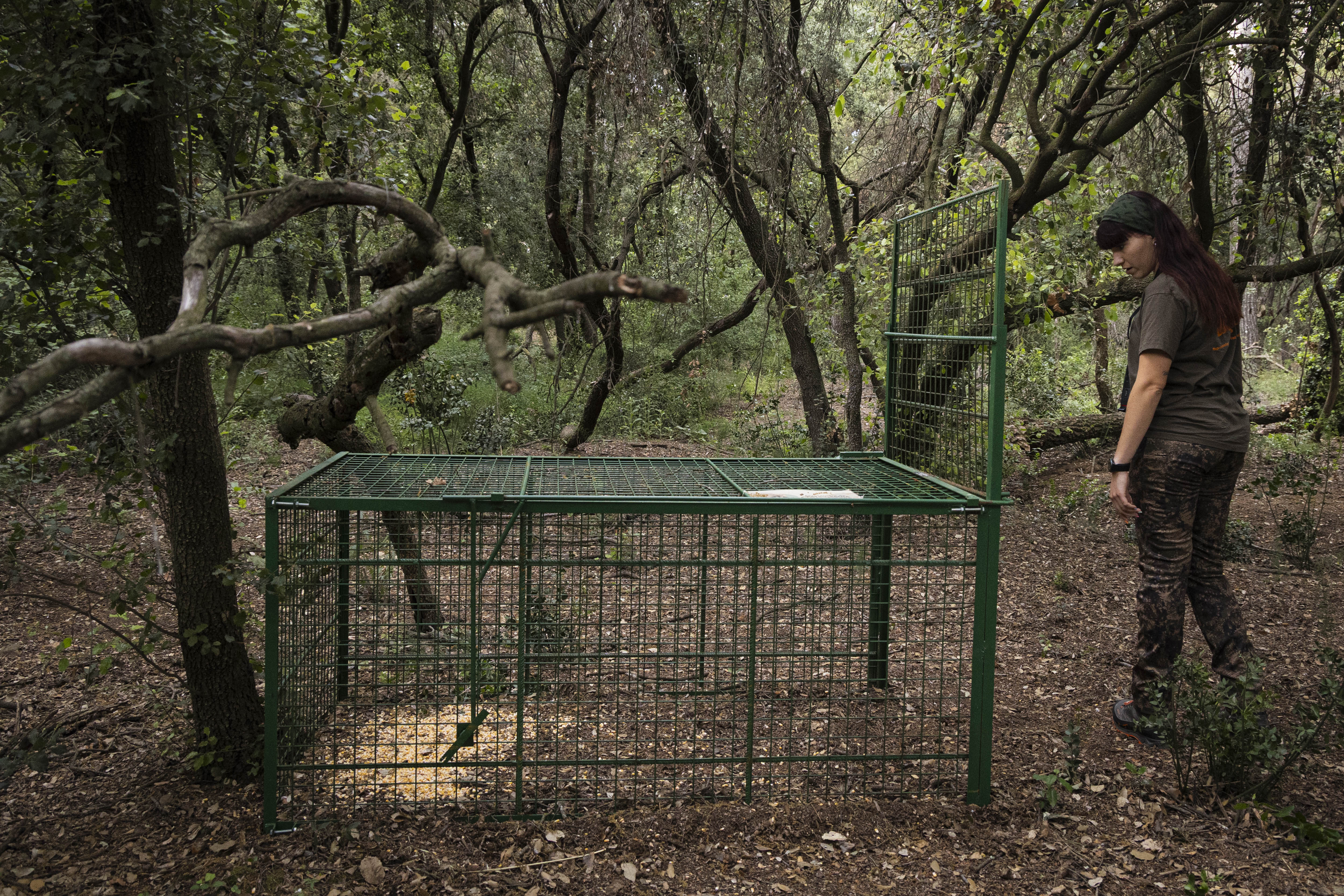 Trap to capture wild boars.
