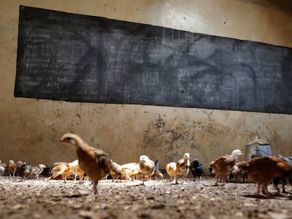 Las gallinas sí van al colegio en Kenia