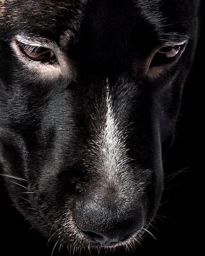 Perro doméstico ('Canis lupus familiaris').