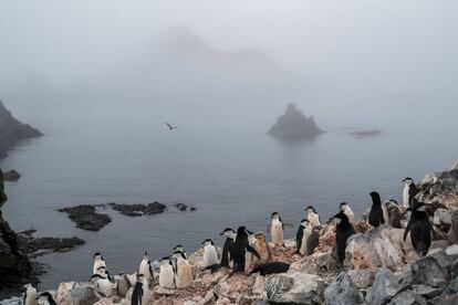Colonia de pingüinos en Low Island, en la Antártida.