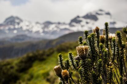 Un arbusto de chuquiragua en las inmediaciones del Carihuairazo. La chuquiragua es conocida en Ecuador como ‘la flor del andinista’. Esta planta de un llamativo color anaranjado solo crece por encima de los 3.500 metros de altura. La pérdida de biodiversidad que está generando el derretimiento de los glaciares tropicales andinos amenaza la supervivencia de las 30.000 especies endémicas de plantas que habitan en la región.