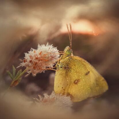 "Morning Dream of a Butterfly". Foto ganadora de la categoría “Macro & Details”