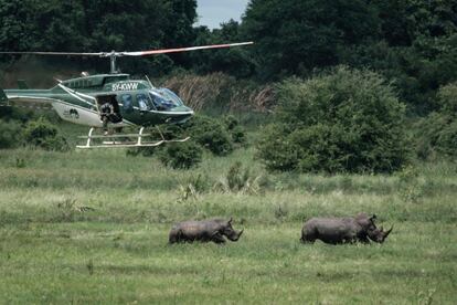 Rangers intentan disparar tranquilizantes a los rinocerontes desde un helicóptero.