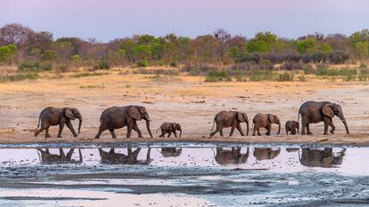 Una manada de elefantes en el Parque Nacional Hwange en Zimbabue.