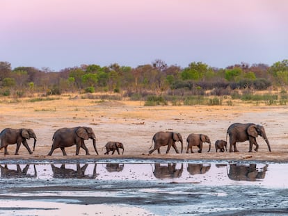 Una manada de elefantes en el Parque Nacional Hwange en Zimbabue.