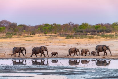 Una manada de elefantes en el Parque Nacional Hwange en Zimbabue.