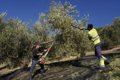 Dos jornaleros trabajan en un olivar de Jaén.