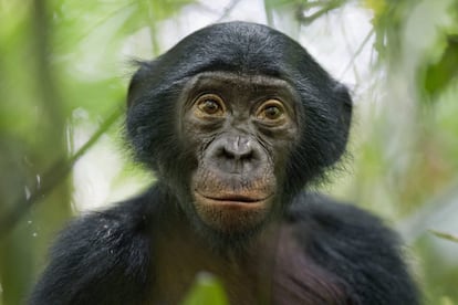 Fotografía gananadora del tercer premio en la categoría Naturaleza, realizada por el alemán Christian Ziegler, para la revista National Geographic.En la imagen un bonobo, también llamado chimpancé pigmeo, de cinco años, en la reserva Kokolopori Bonobo, en la República Democrática del Congo.