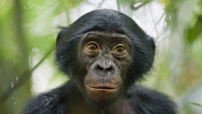 Un bonobo mira a la cámara en una reserva natural de la República Democrática del Congo.