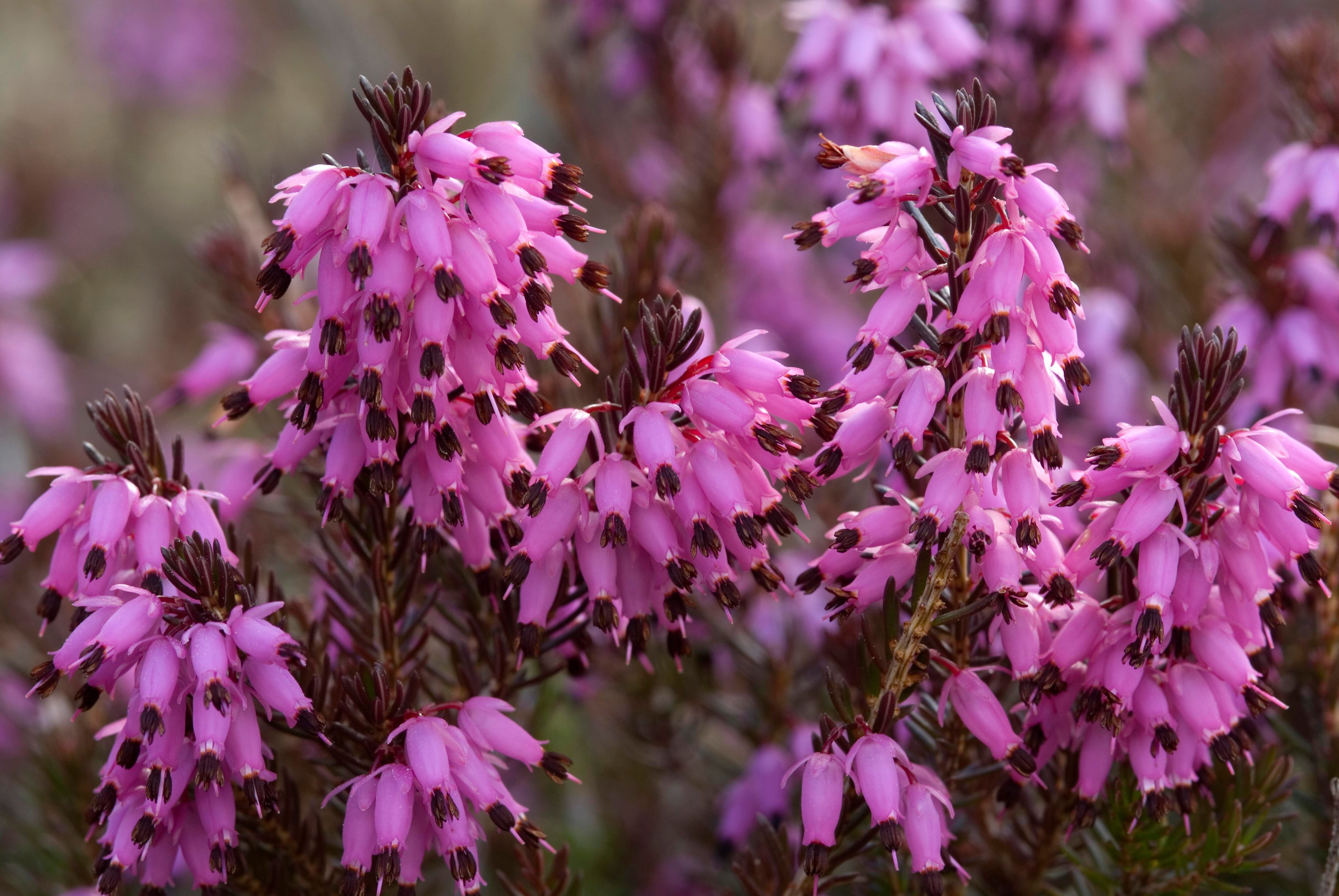 Brezos para el invierno, la planta que no debe faltar en un alegre jardín invernal