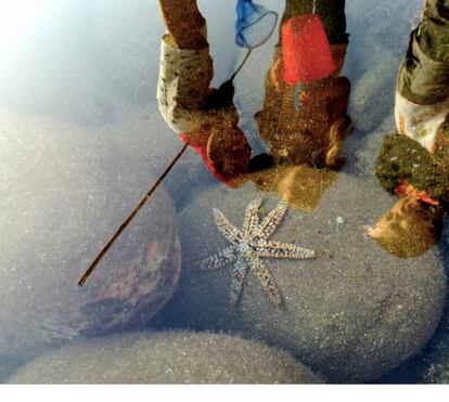 Los niños de la playa Escuela El Médano observan una estrella de mar en un charco en una de sus expediciones científicas.