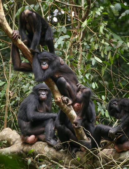 Un grupo de hembras de bonobo en el parque Wamba de la República Democrática del Congo.