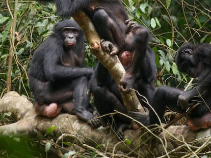 Un grupo de hembras de bonobo en el parque Wamba de la República Democrática del Congo.