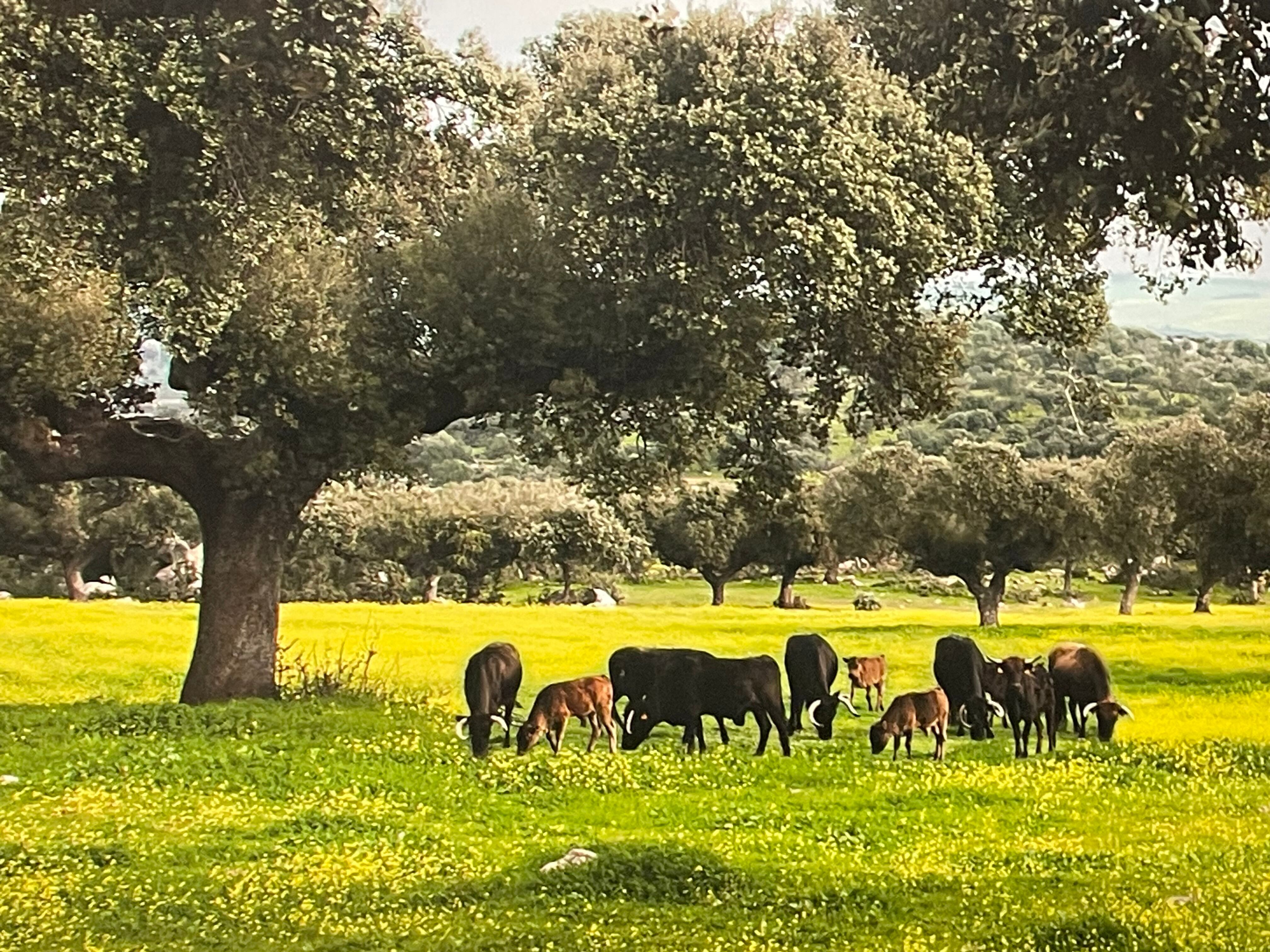 Reses bravas en el campo.