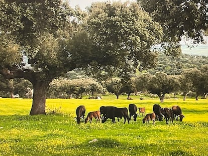 Reses bravas en el campo.