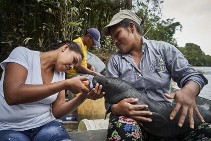 Lilia e Karina, da fundação Natütama, alimentam um peixe-boi que encontraram encalhado na margem do rio Amazonas.