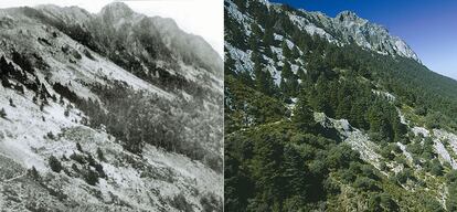 Grazalema (Cádiz). Vista del pinsapar del monte El Pinar en 1927 (izqda.). El autor de la imagen es A. Barbey. A la derecha, ese mismo lugar, en 2001. Autor: J. González-Cordero.