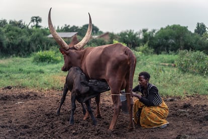 Grace Atusimirwe, de la cooperativa de Dwaniro, ordeña durante los primeros rayos de sol en la región de Ddwamiro, Kiboga, Uganda