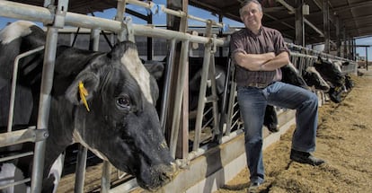 Jaume Ponts, con algunas de ls 2.000 vacas que tiene su explotación. 
