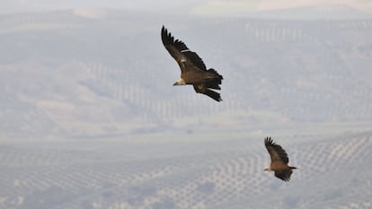 Buitres sobrevolando Cazorla.
