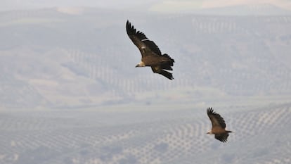 Buitres sobrevolando Cazorla. 