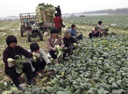 Campesinos chinos recogen la cosecha en el condado de Wulian, provincia de Shandong (este).