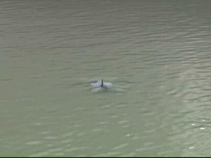 Un delfín en la ría de Bilbao