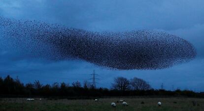 Una bandada de estorninos sobrevuela el cielo cerca de la ciudad de Gretna Green, Escocia, Gran Bretaña, el 4 de noviembre.