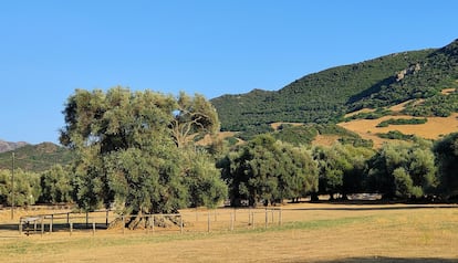 Olivo de Sa Reina y Monumento Natural S'Ortu Mannu, en Villamassargia (Cerdeña).