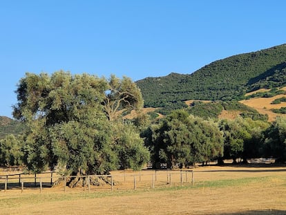 Olivo de Sa Reina y Monumento Natural S'Ortu Mannu, en Villamassargia (Cerdeña).