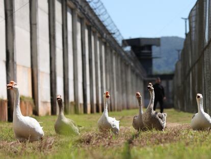 Un grupo de gansos patrulla la penitenciaría en Santa Catarina, Brasil, el 15 de diciembre 2023.