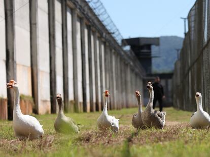 Gansos en prisión de Santa Catarina, Brasil