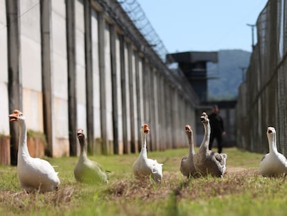 Gansos en prisión de Santa Catarina, Brasil