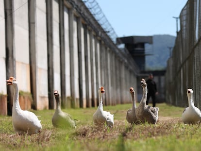 Un grupo de gansos patrulla la penitenciaría en Santa Catarina, Brasil, el 15 de diciembre 2023.