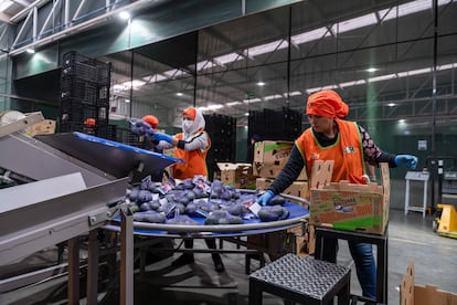 Trabajadoras empacan aguacate para exportar en una planta en Uruapan, en el Estado de Michoacán, en marzo de 2025.