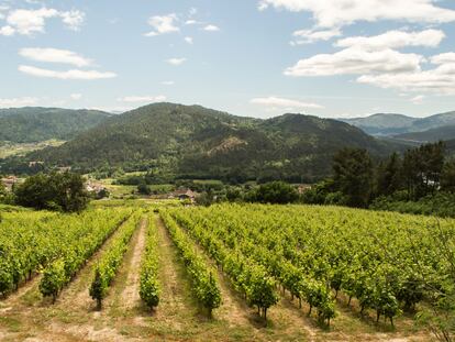 Los viñedos de la bodega Mauro Estévez en Arnoia (Ourense).